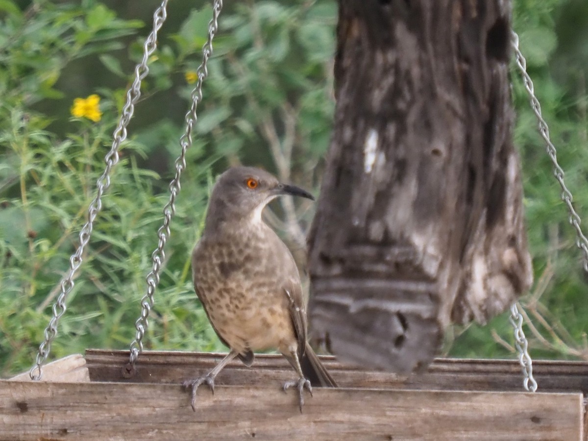 Curve-billed Thrasher - ML645576626