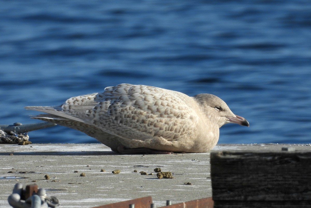 Gavión Hiperbóreo - ML645576628