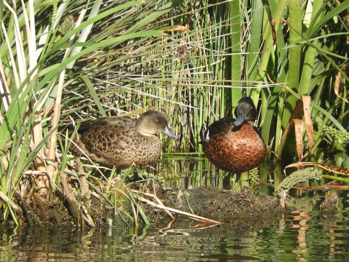 Chestnut Teal - ML645576629