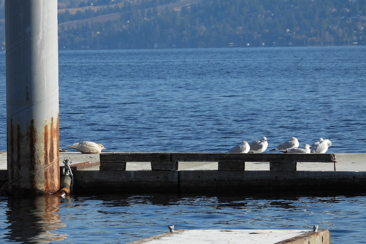 Gavión Hiperbóreo - ML645576630