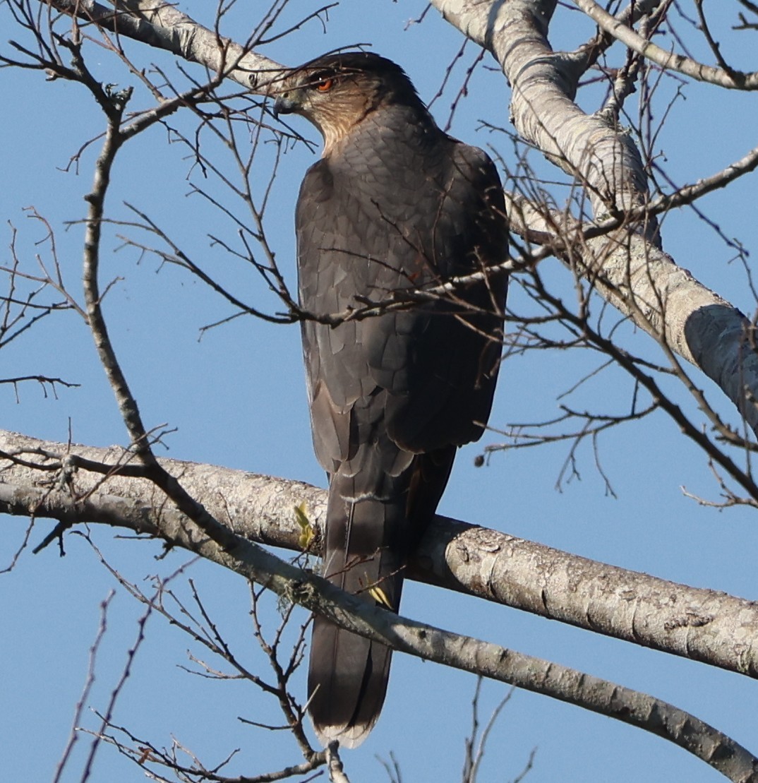 クーパーハイタカ - ML645576633