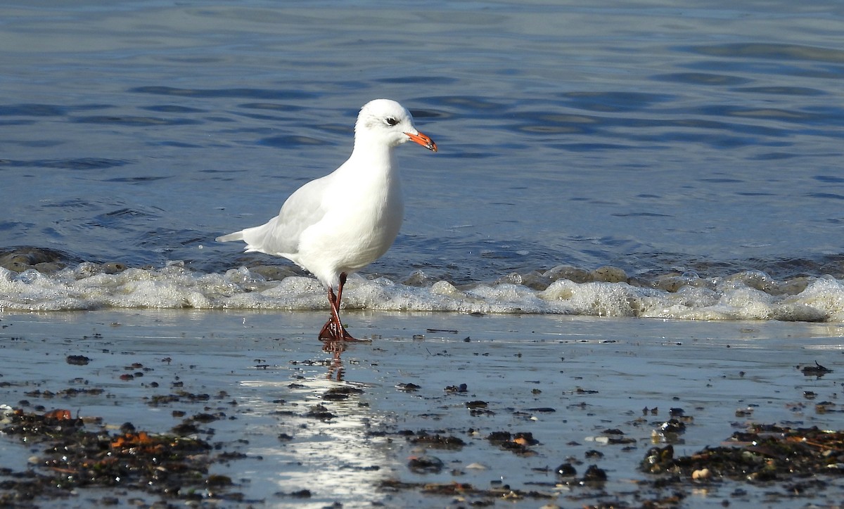 Mediterranean Gull - ML645576636