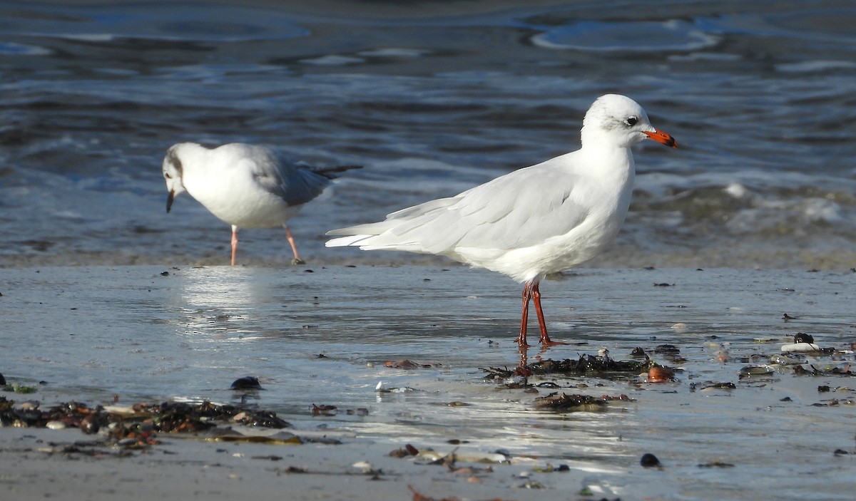 Mediterranean Gull - ML645576637