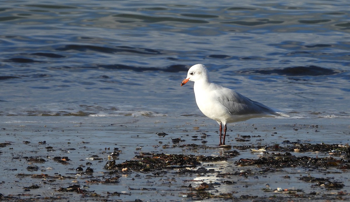 Mediterranean Gull - ML645576638