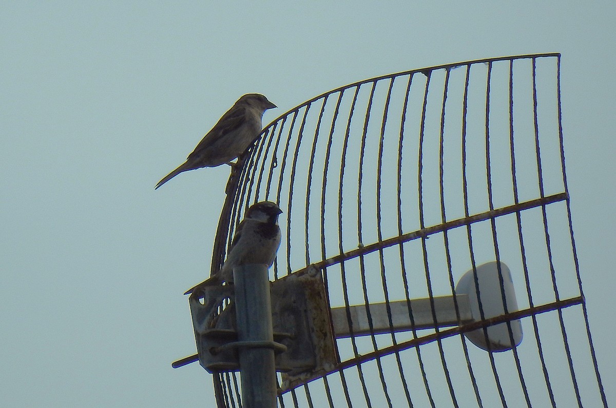 דרור הבית - ML645576641