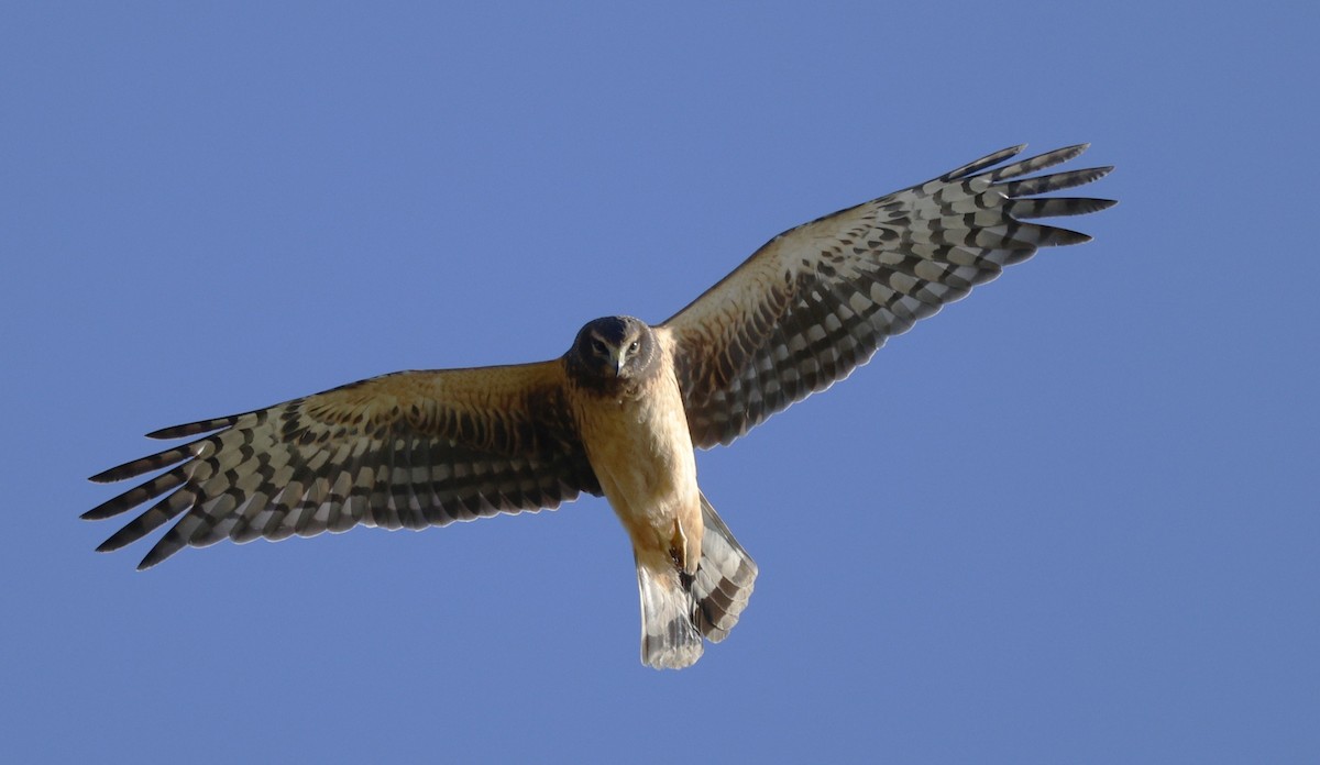 Mirotz zuri iparramerikarra - ML645576643