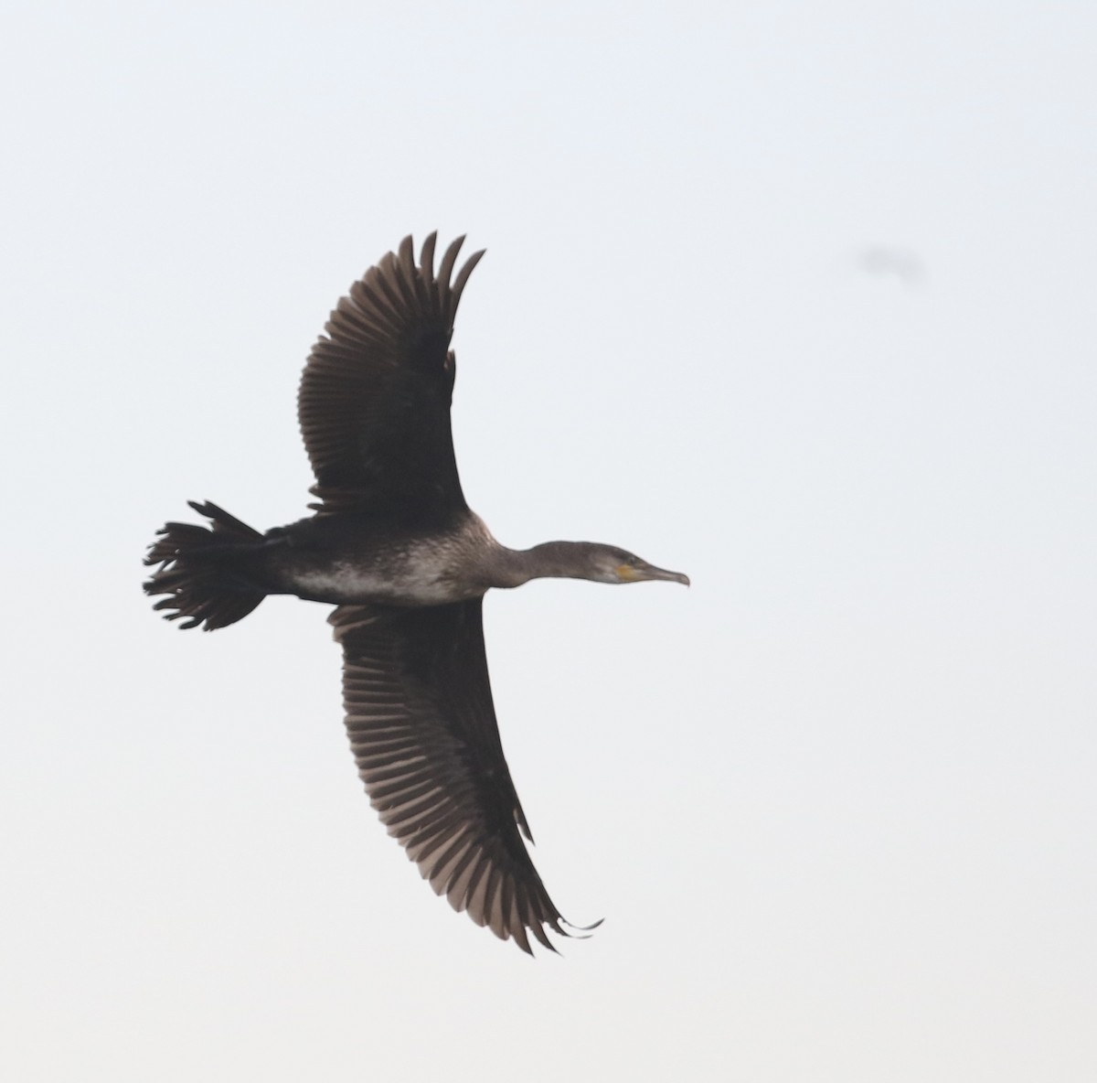 Great Cormorant - ML645576644