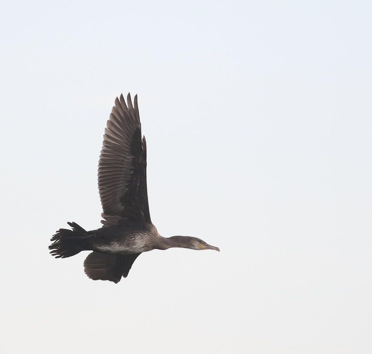 Great Cormorant - ML645576645