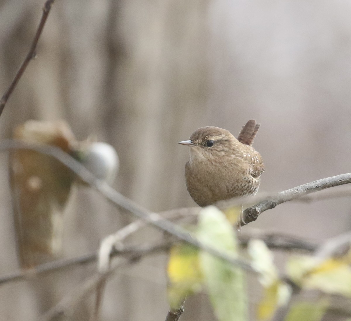Winter Wren - ML645576650