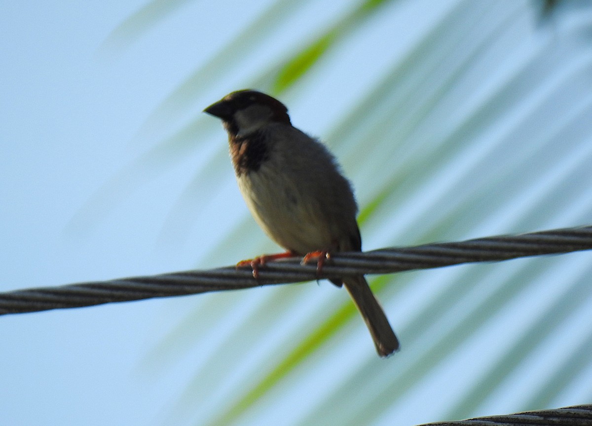 דרור הבית - ML645576651