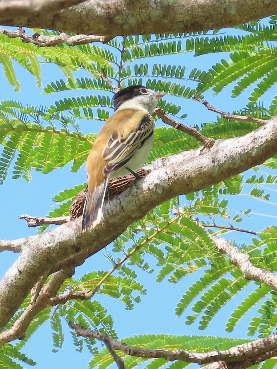 Gray-collared Becard - ML645576663