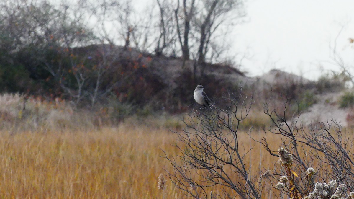 Northern Mockingbird - ML645576664