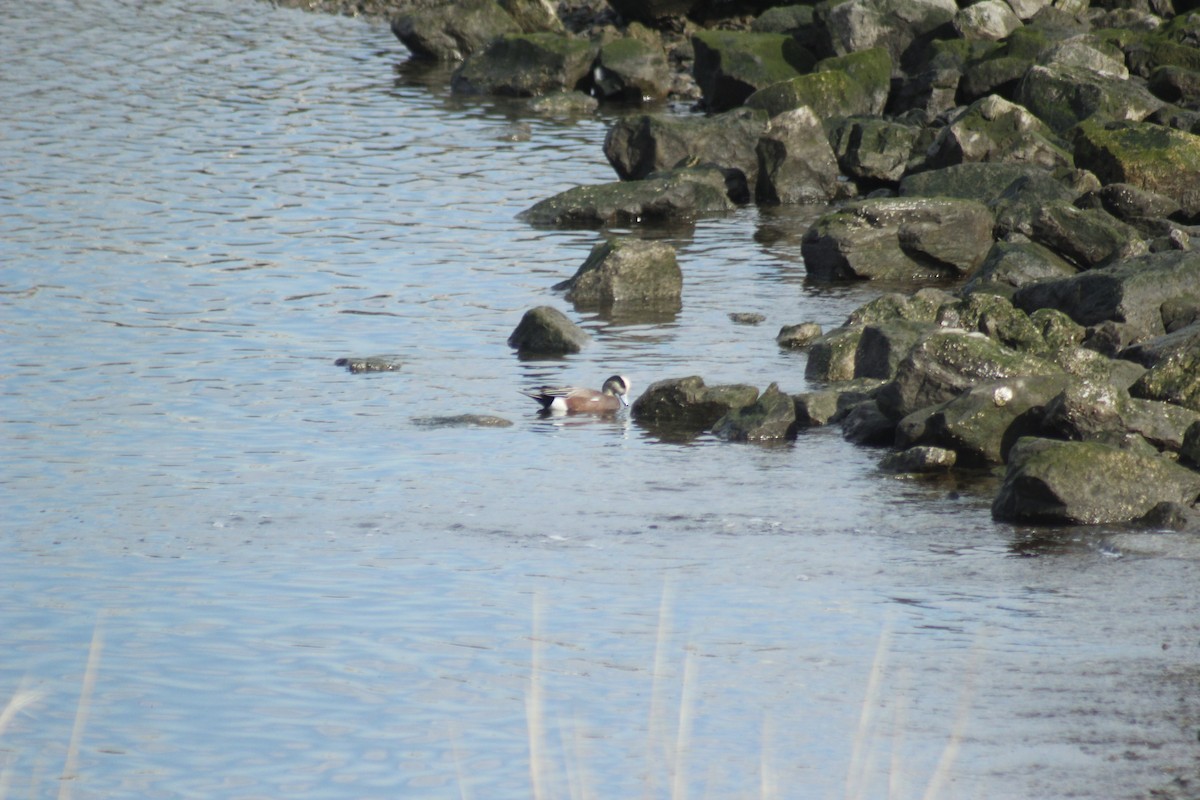 Свищ американський - ML645576686