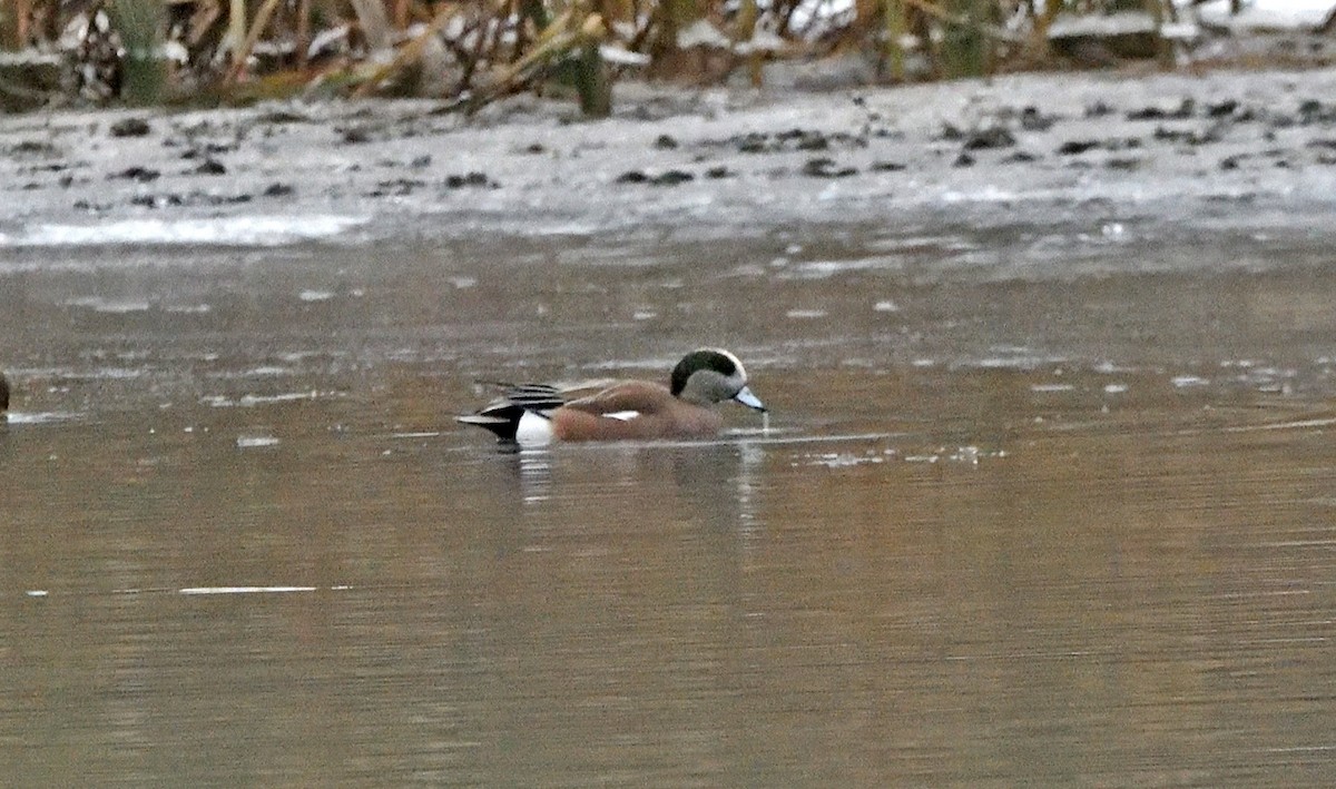 アメリカヒドリ - ML645576688