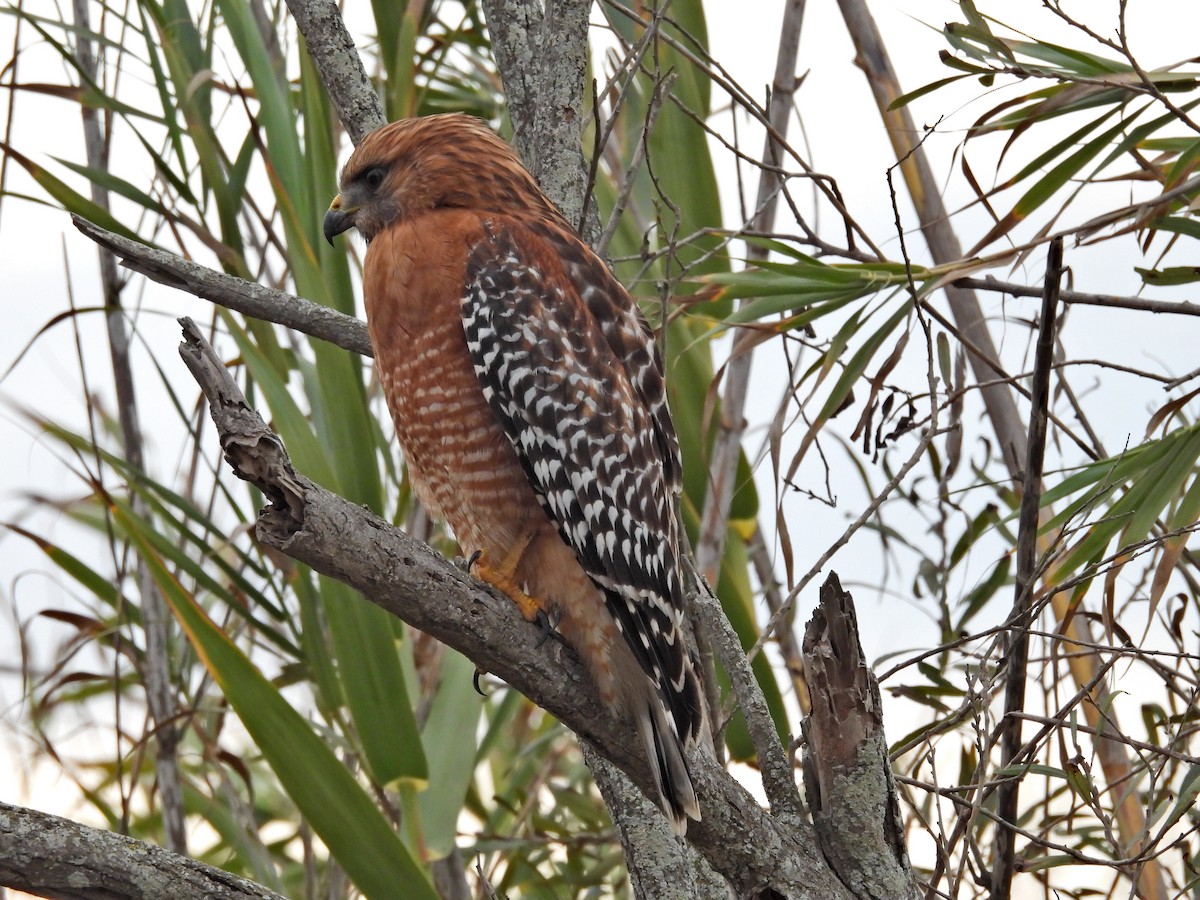 カタアカノスリ - ML645576697