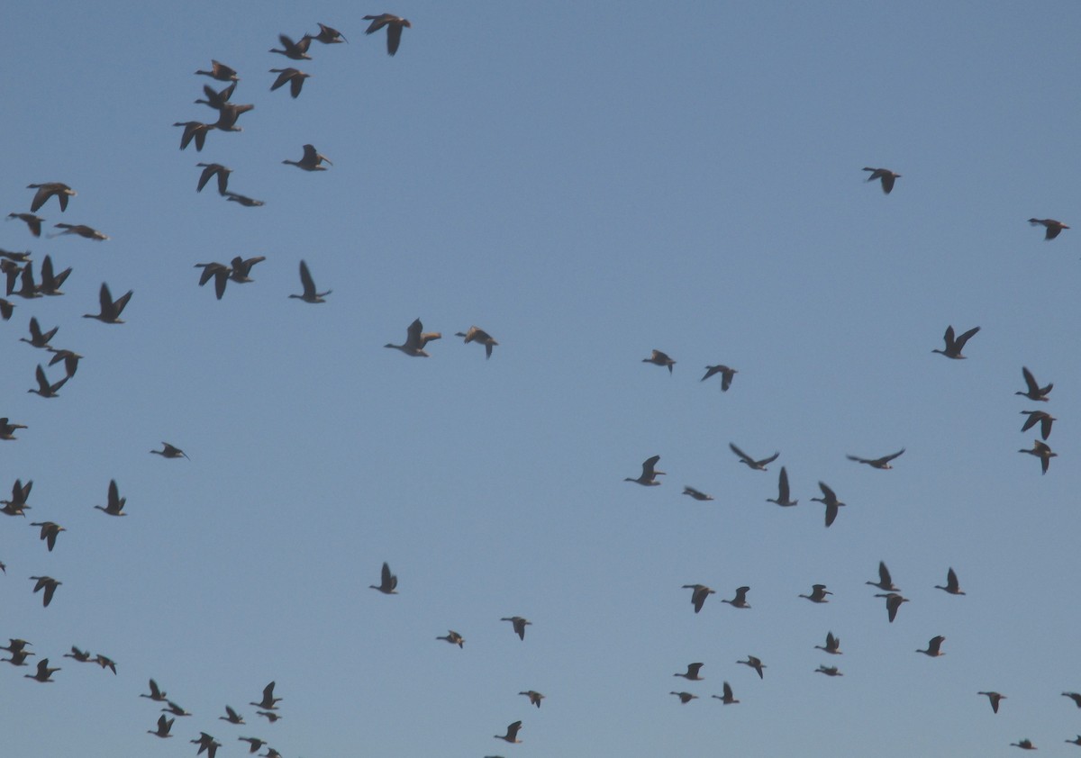 マガン - ML645576698