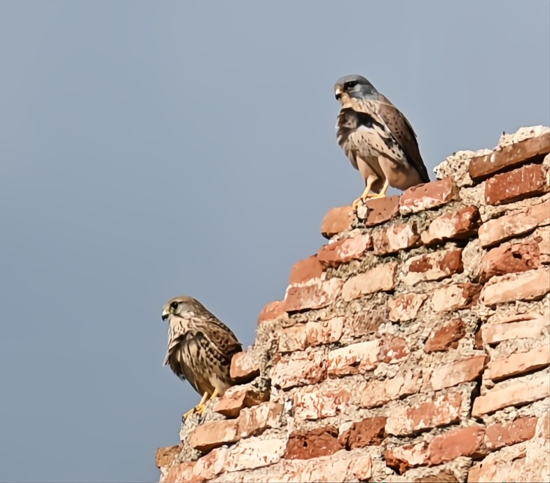 チョウゲンボウ - ML645576699