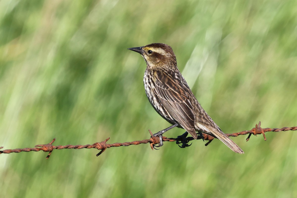 キバネハゴロモガラス - ML645576700