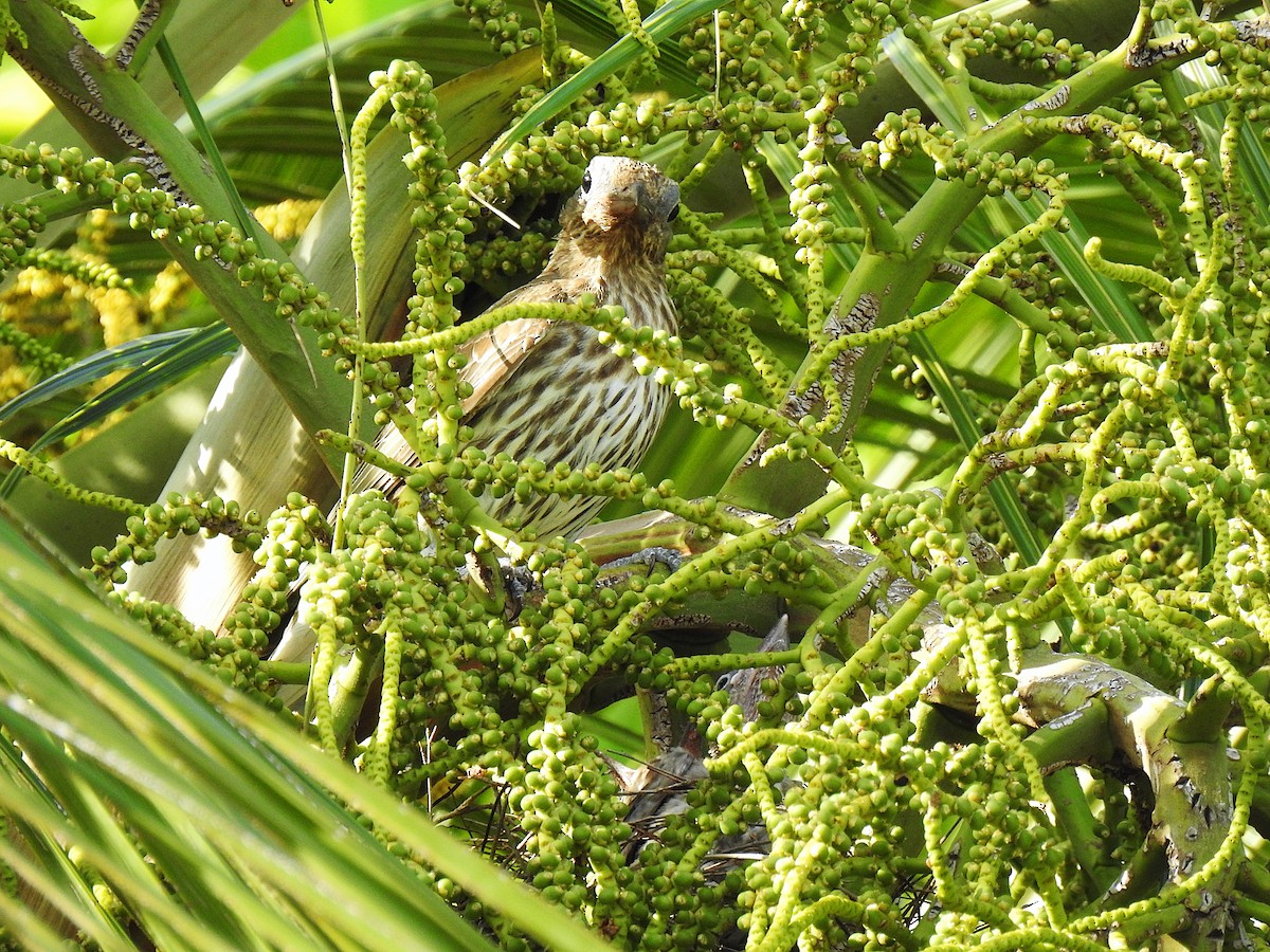 メガネコウライウグイス - ML645576702