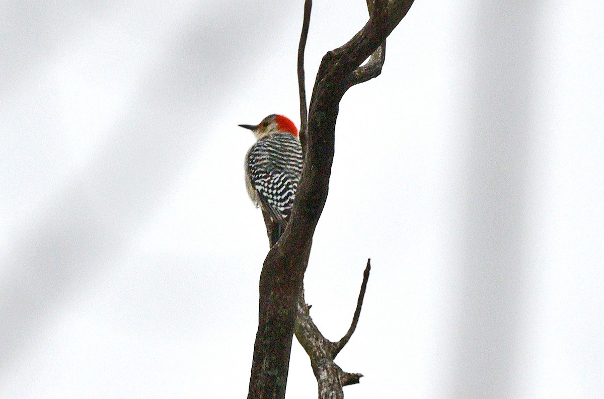 シマセゲラ - ML645576703