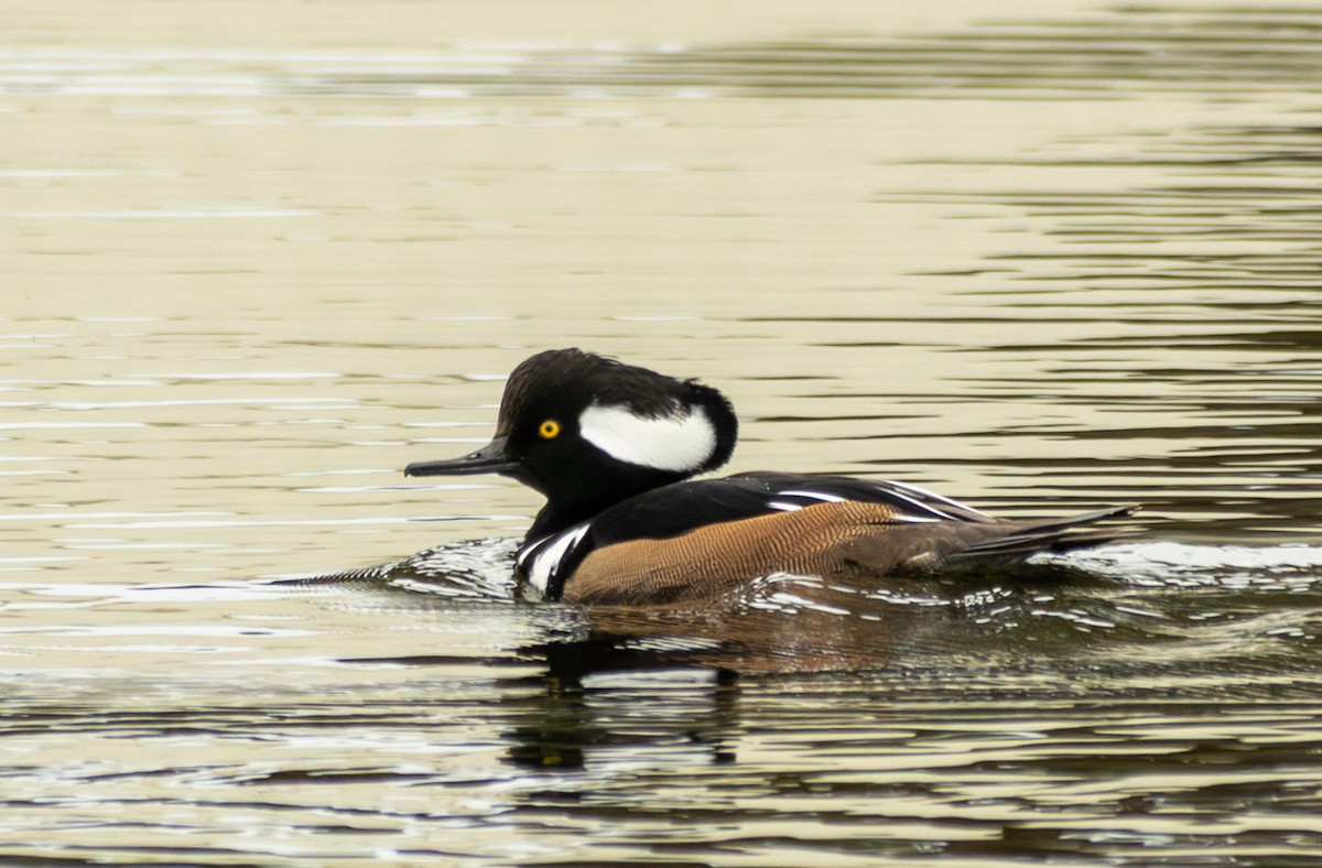 オウギアイサ - ML645576704