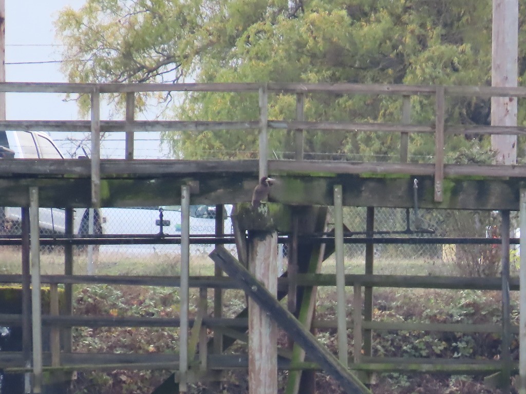 Cocos Booby - ML645576705