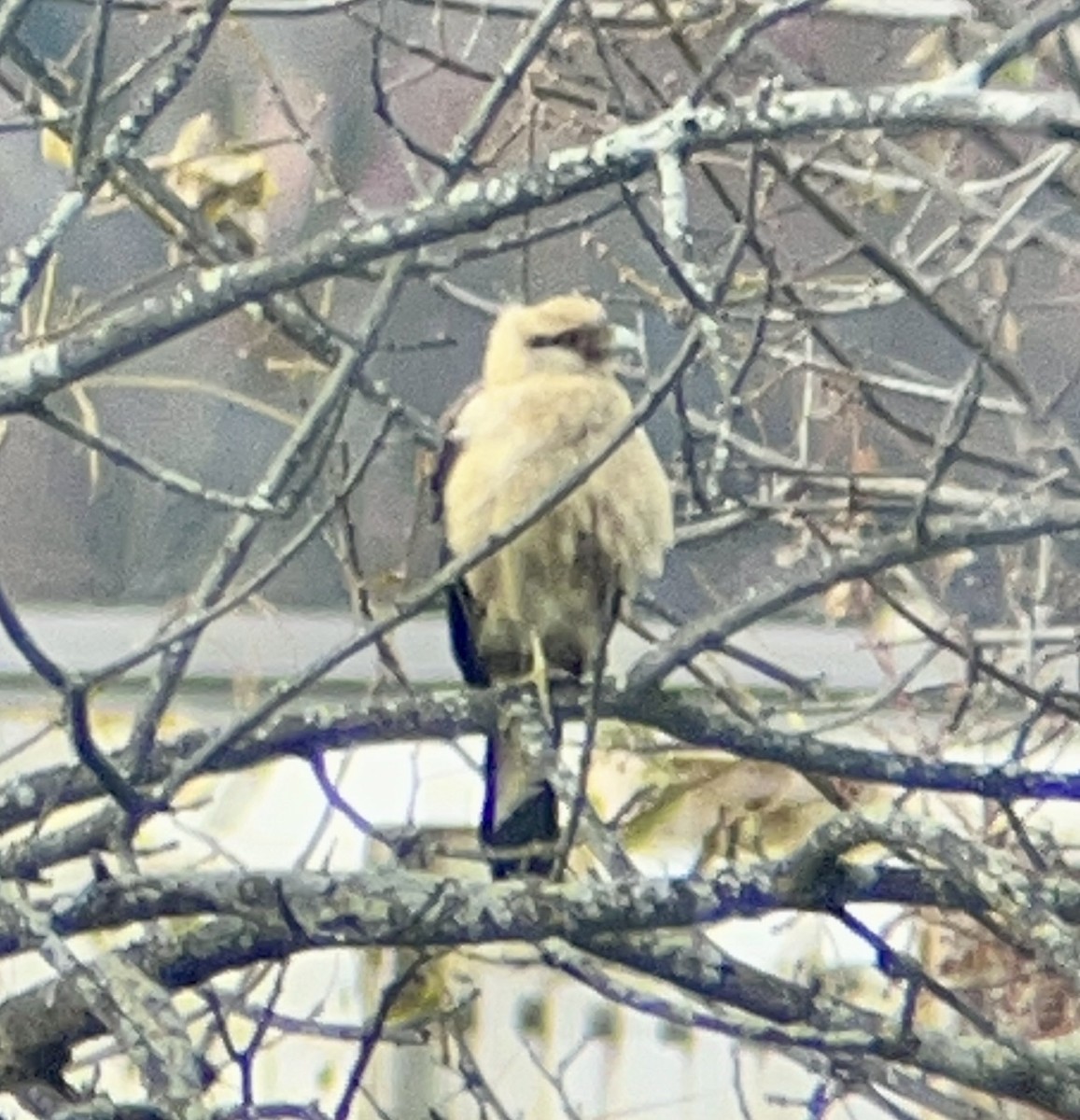 Yellow-headed Caracara - ML645576706