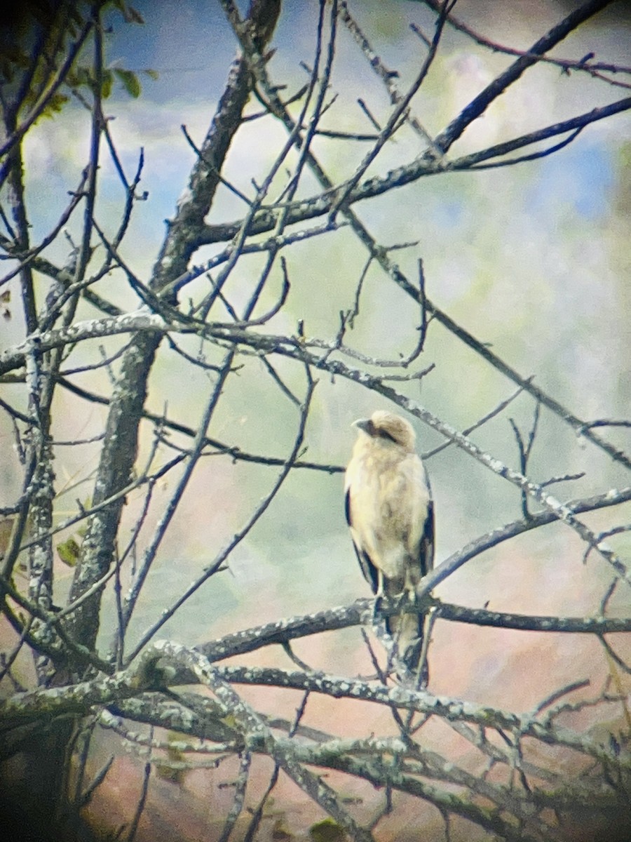 Yellow-headed Caracara - ML645576707