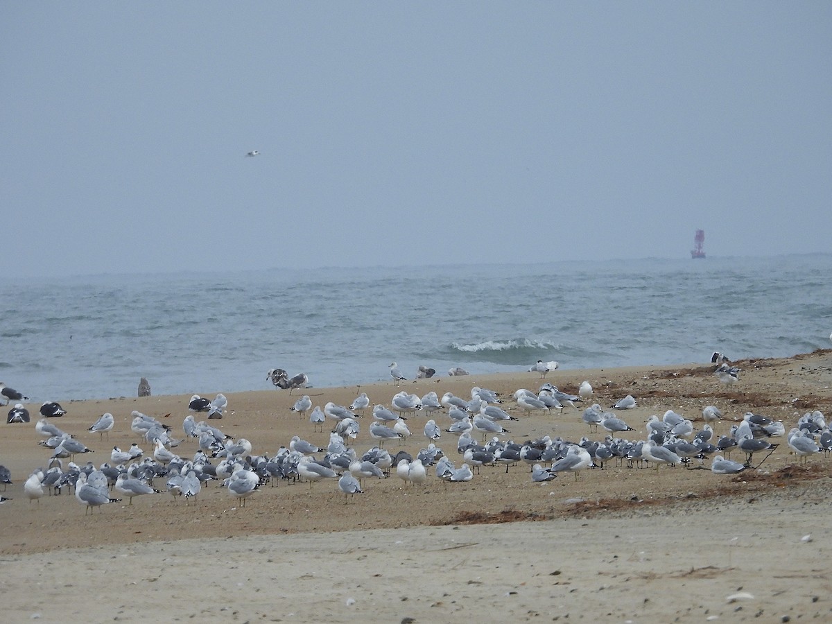 ワライカモメ - ML645576709