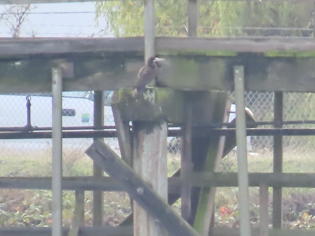 Cocos Booby - ML645576710