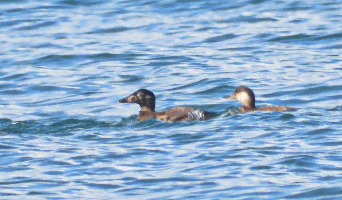 アラナミキンクロ - ML645576711