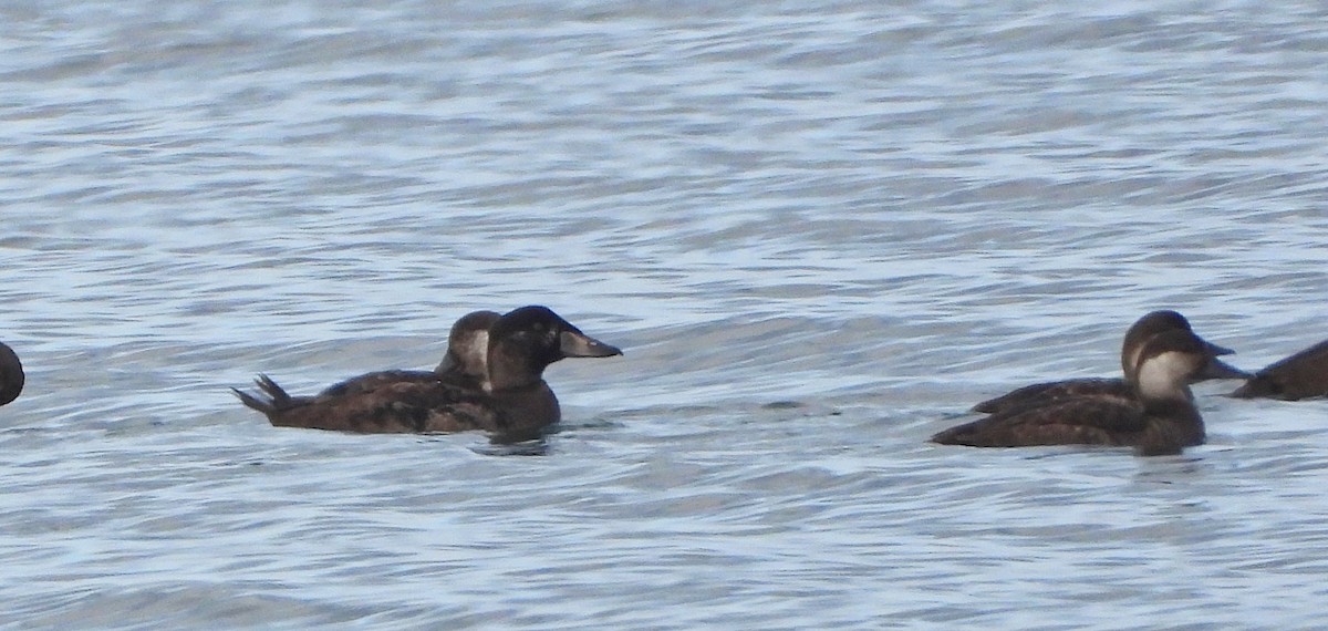 アラナミキンクロ - ML645576713