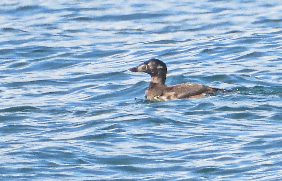 アラナミキンクロ - ML645576714