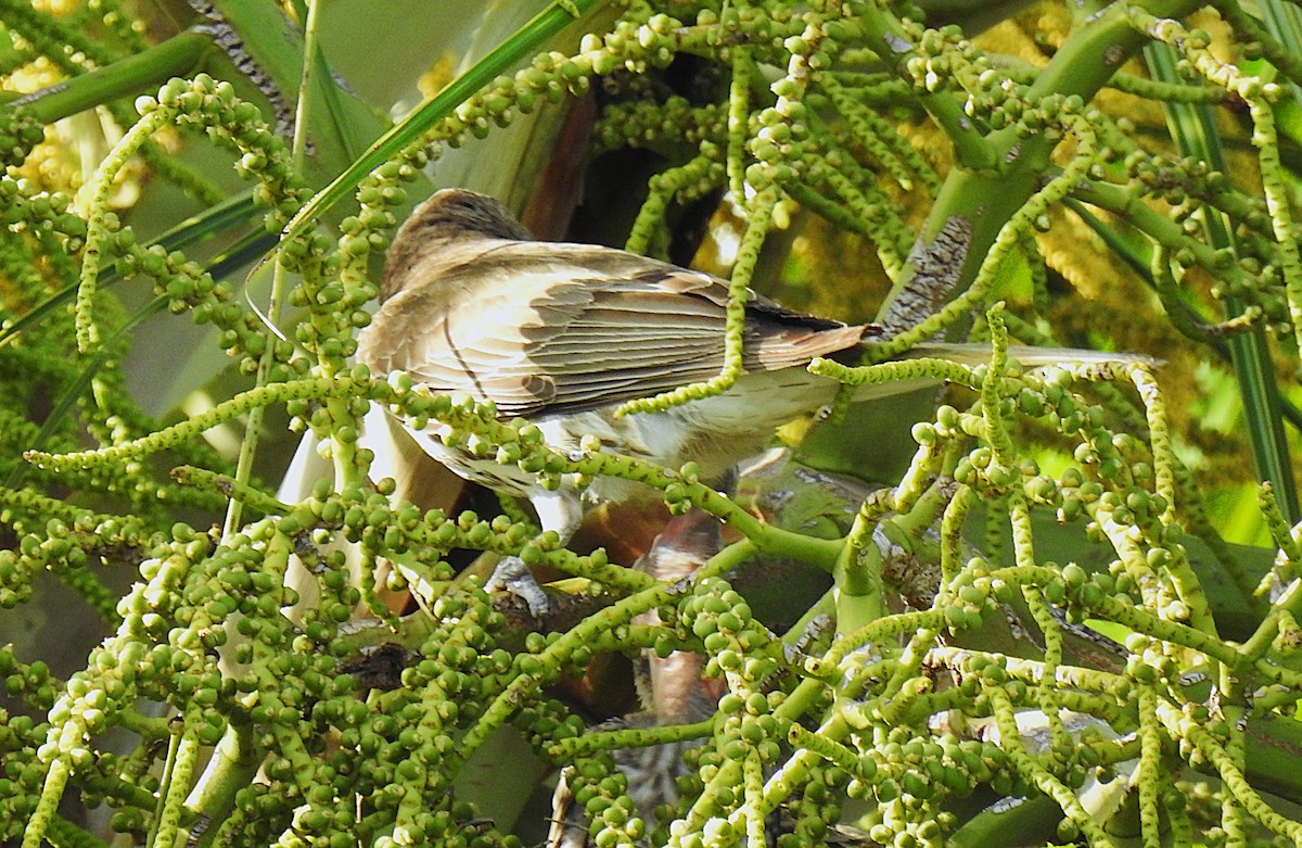 メガネコウライウグイス - ML645576715