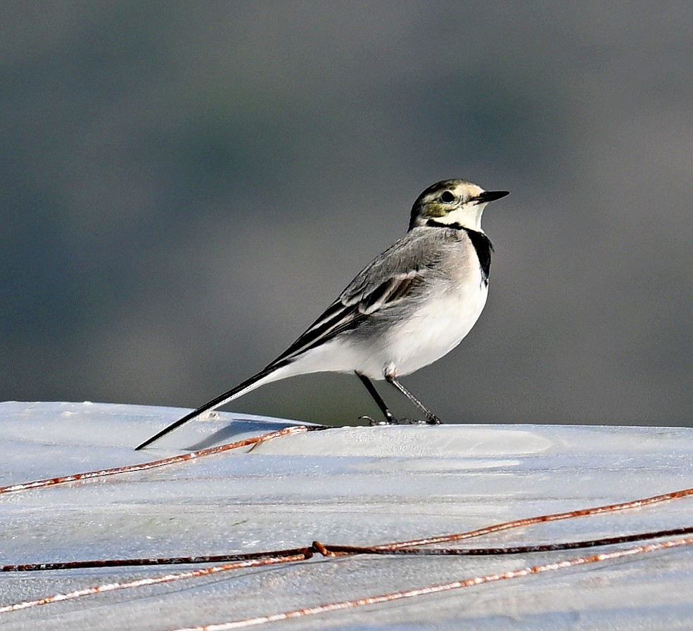 ハクセキレイ - ML645576716