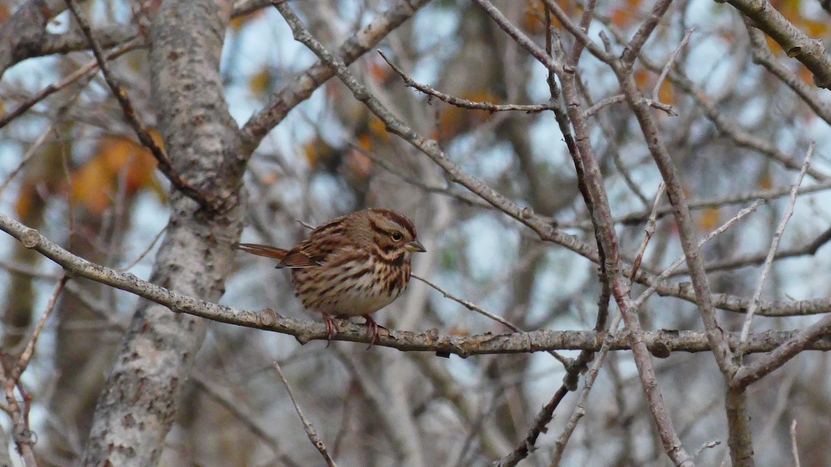 ウタスズメ - ML645576717