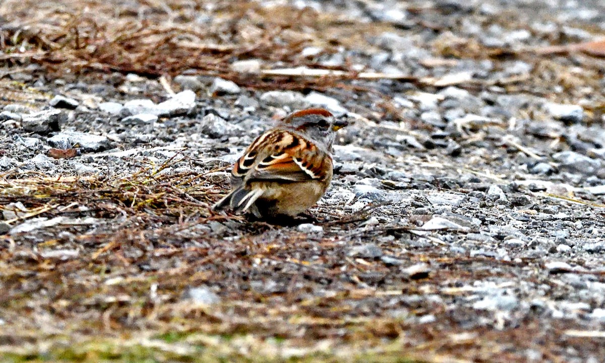 ムナフヒメドリ - ML645576719