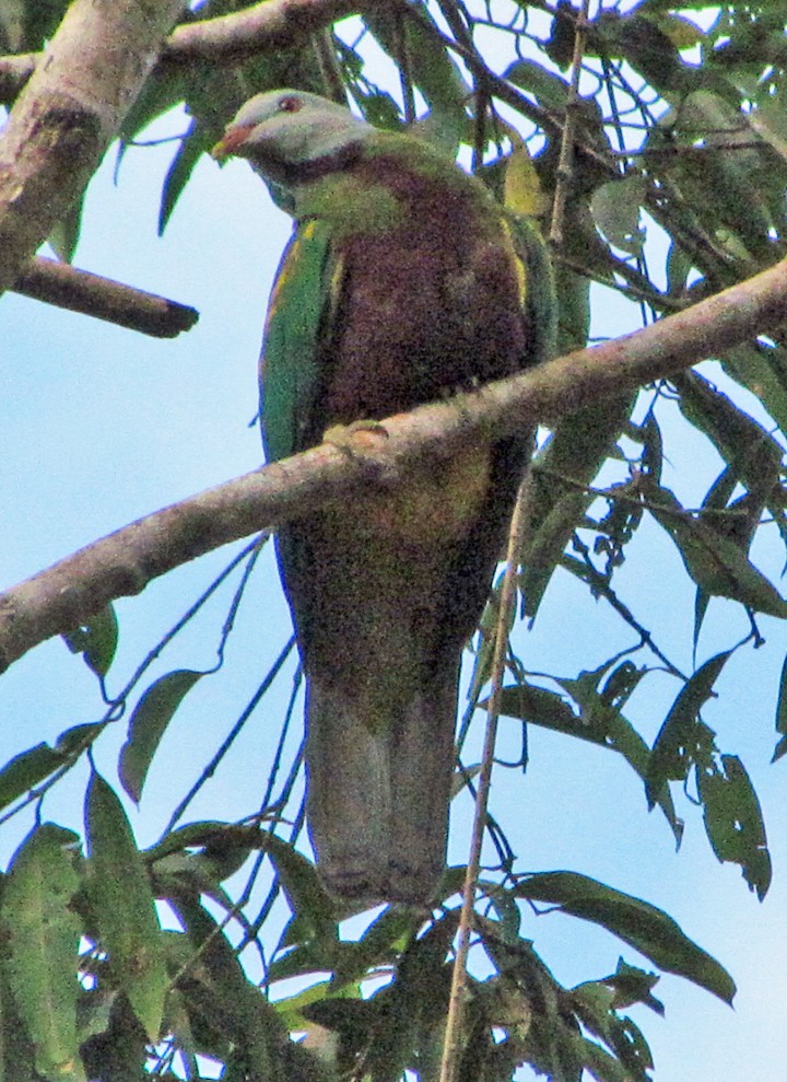 ワープーアオバト - ML645576723