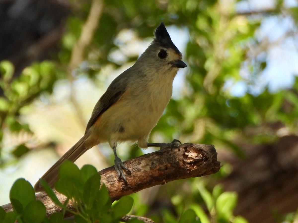 クロエボシガラ - ML645576724