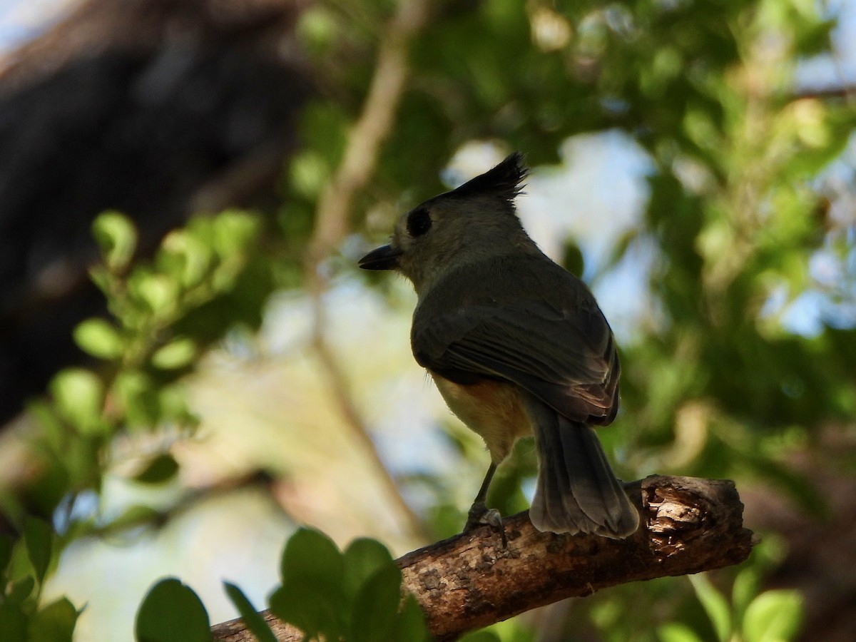 クロエボシガラ - ML645576725