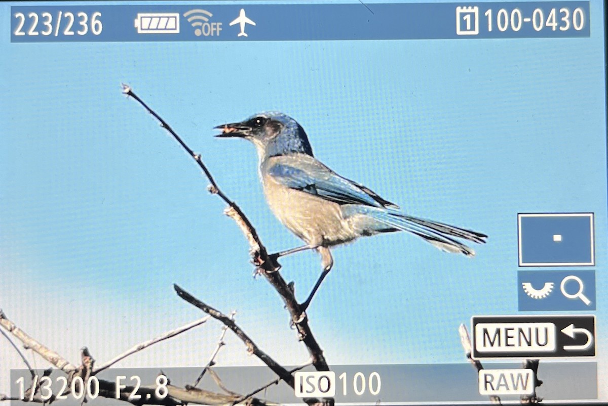 ウッドハウスカケス（woodhouseii グループ） - ML645576727