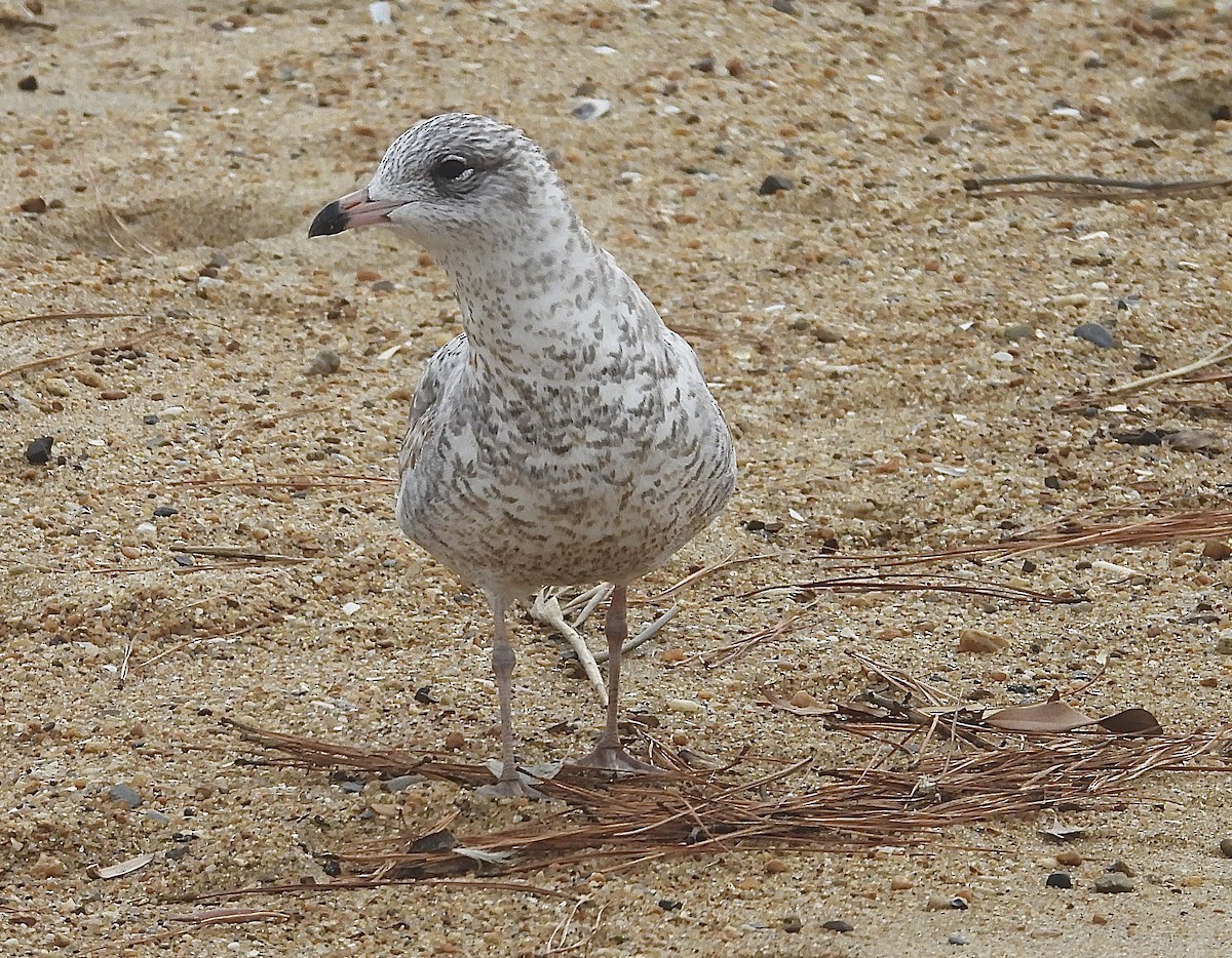 クロワカモメ - ML645576731