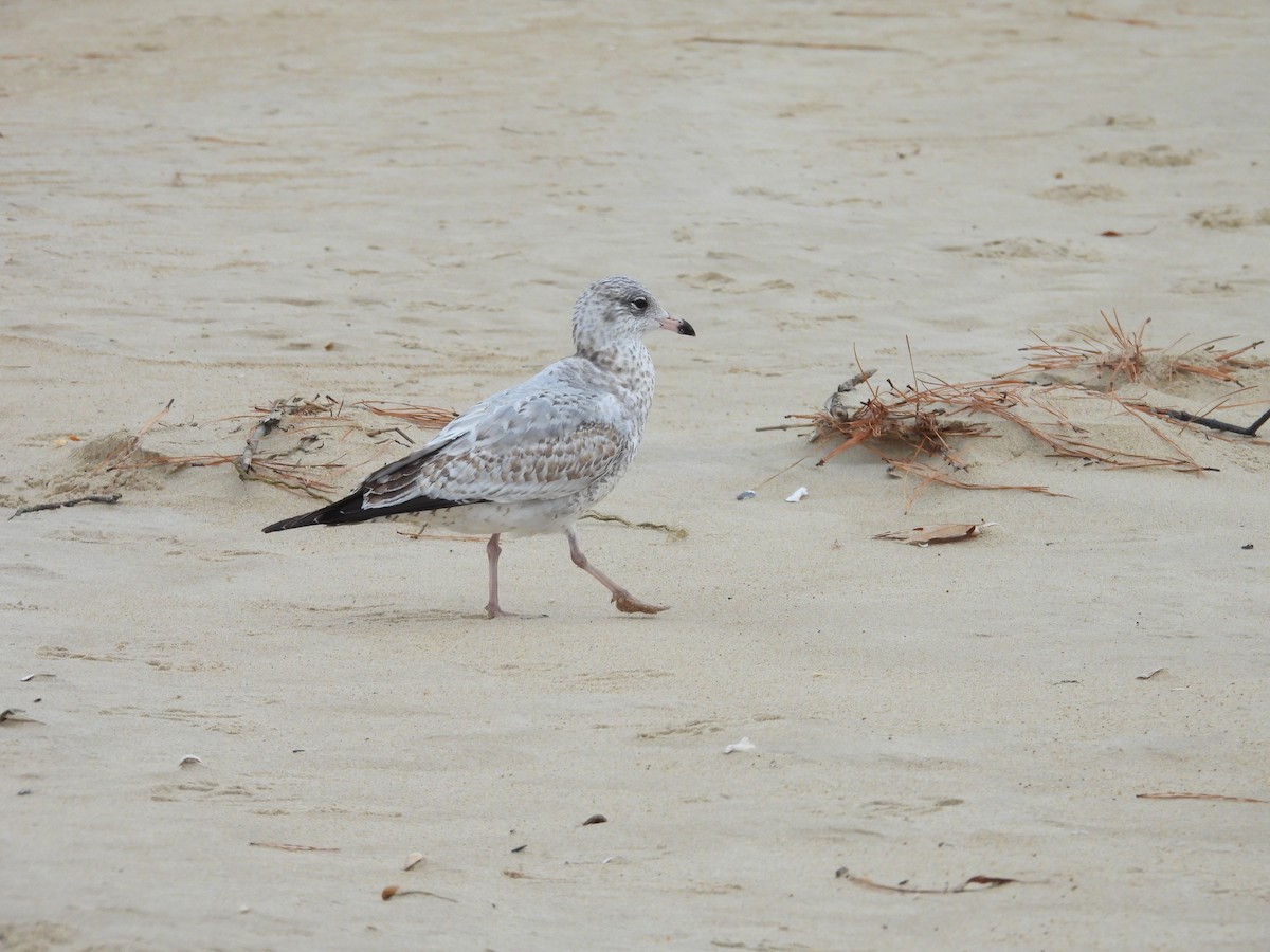 クロワカモメ - ML645576732