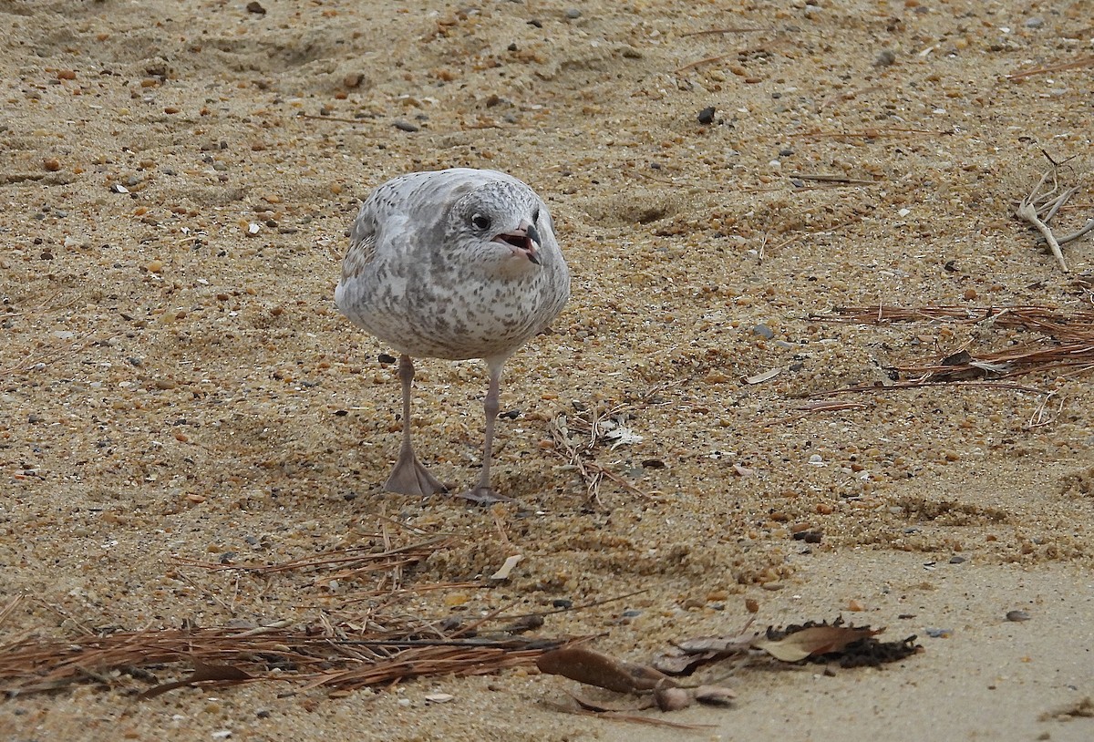 クロワカモメ - ML645576733