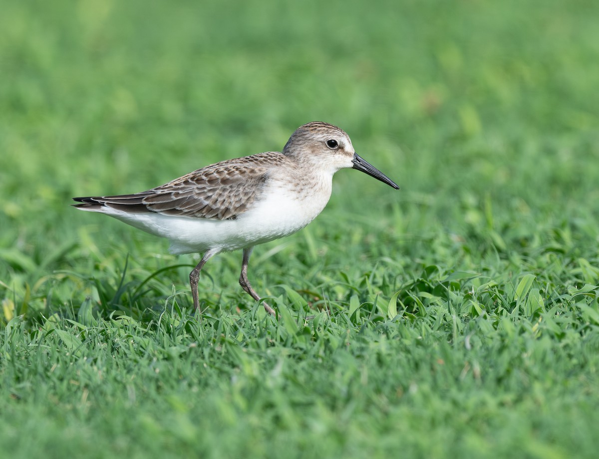 ヒメハマシギ - ML645576734