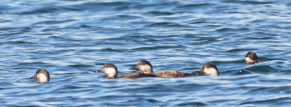 Ahatebeltz eurasiarra - ML645576737