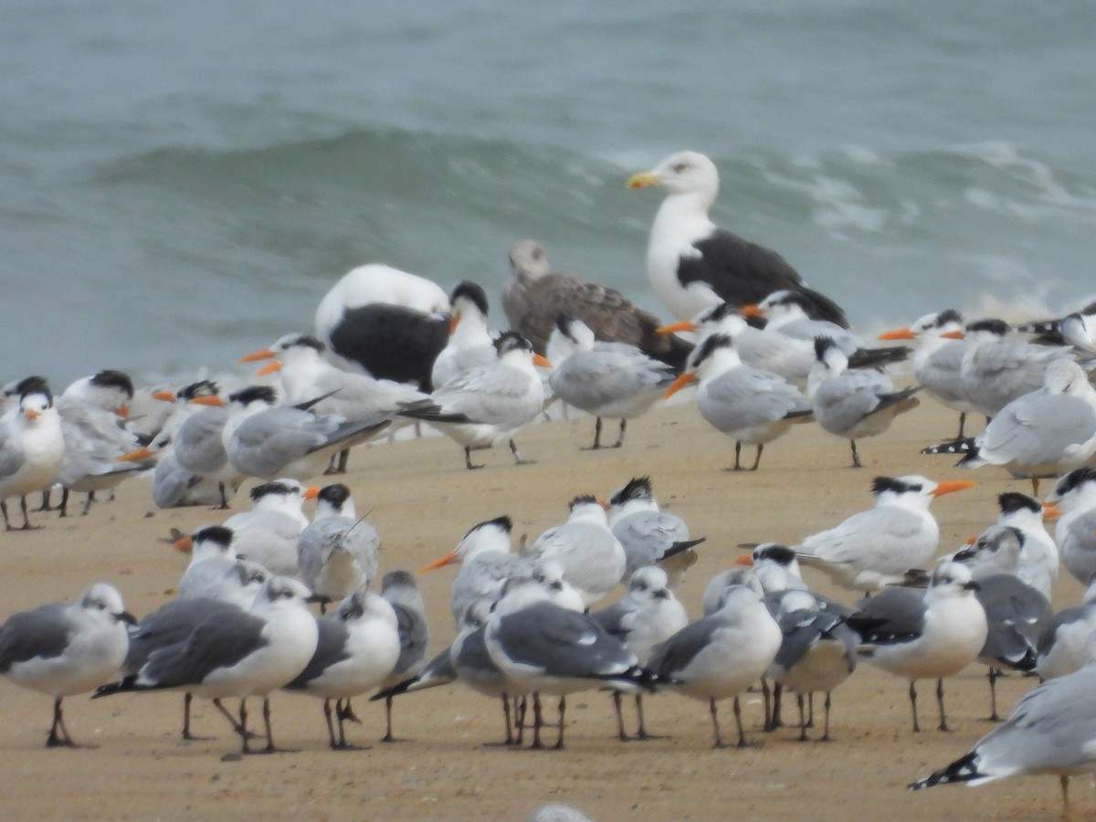 Gavión Atlántico - ML645576743