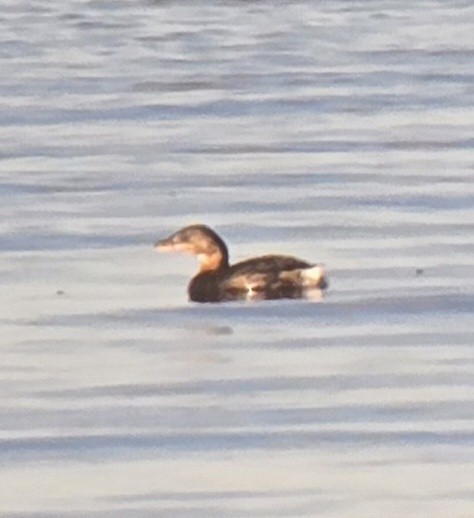 Pied-billed Grebe - ML645576746