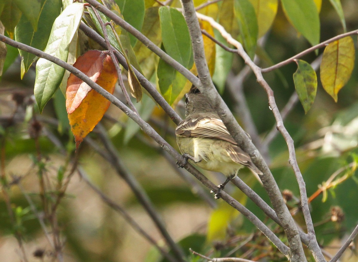 Plain-crested Elaenia - ML645576747