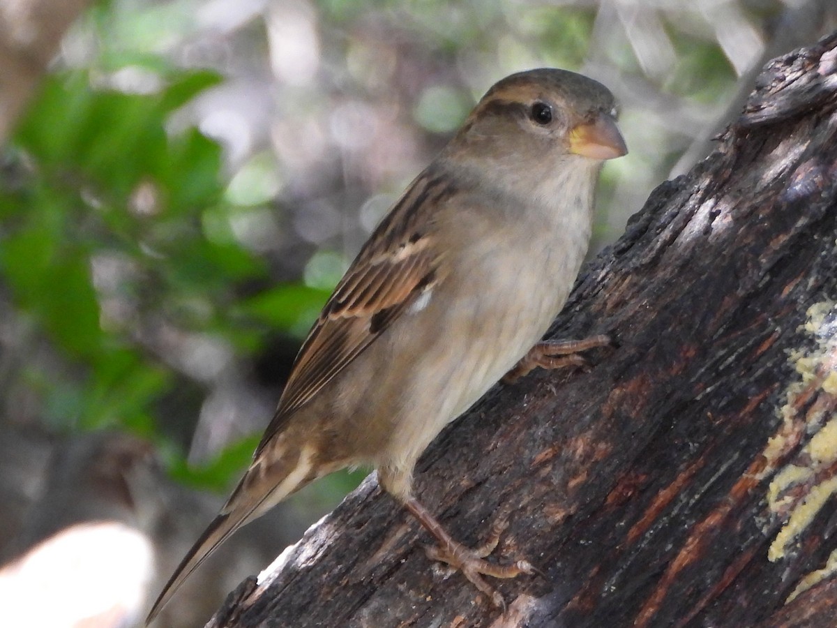 דרור הבית - ML645576748